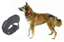 Protective Dog Pants
